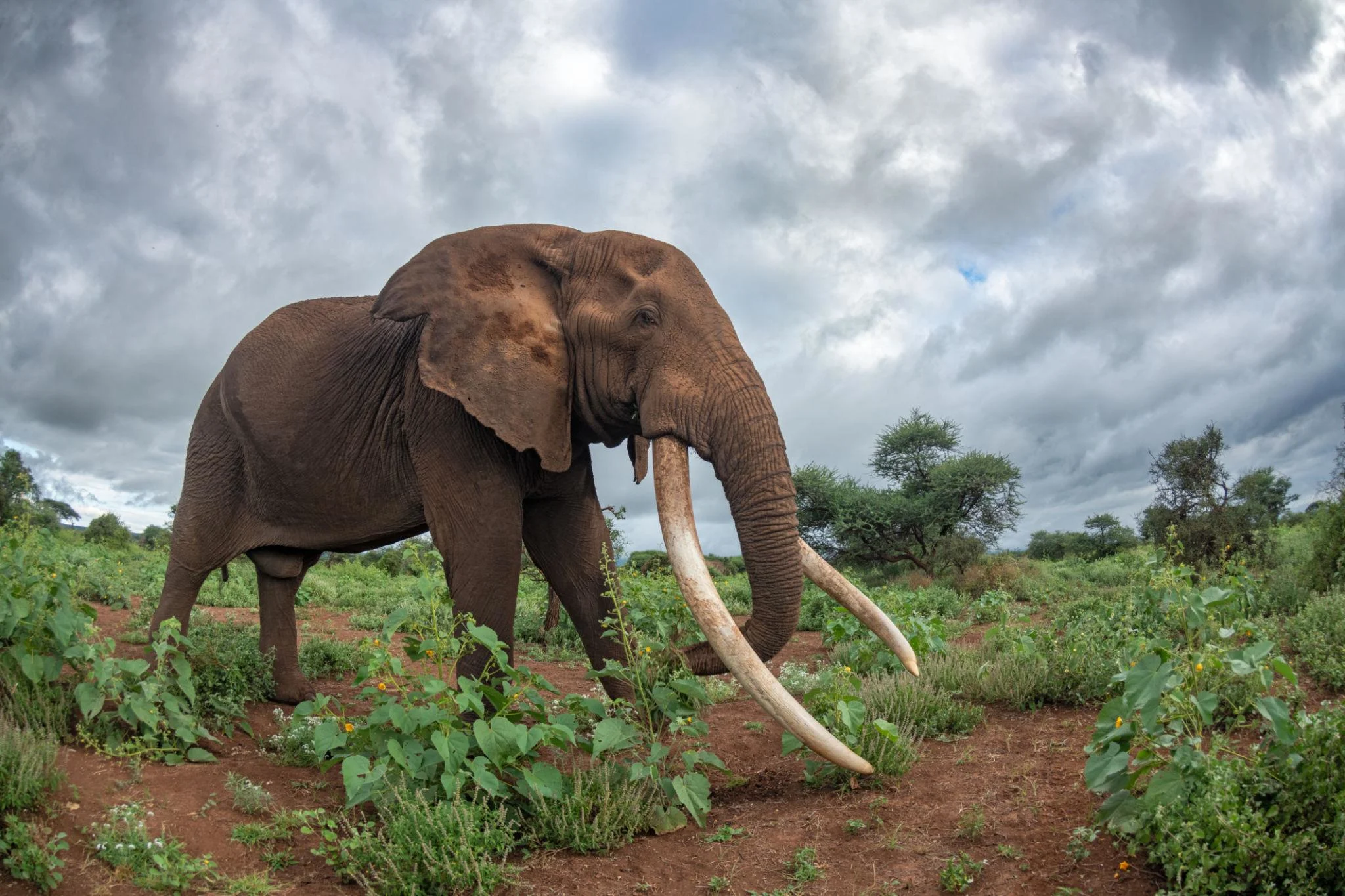 Super Tusker elephant with enormous ivory tusks
